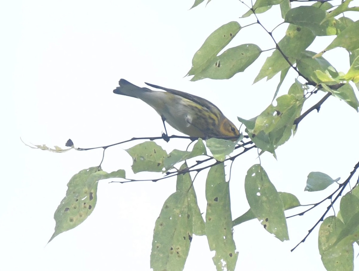 Cape May Warbler - ML642060181