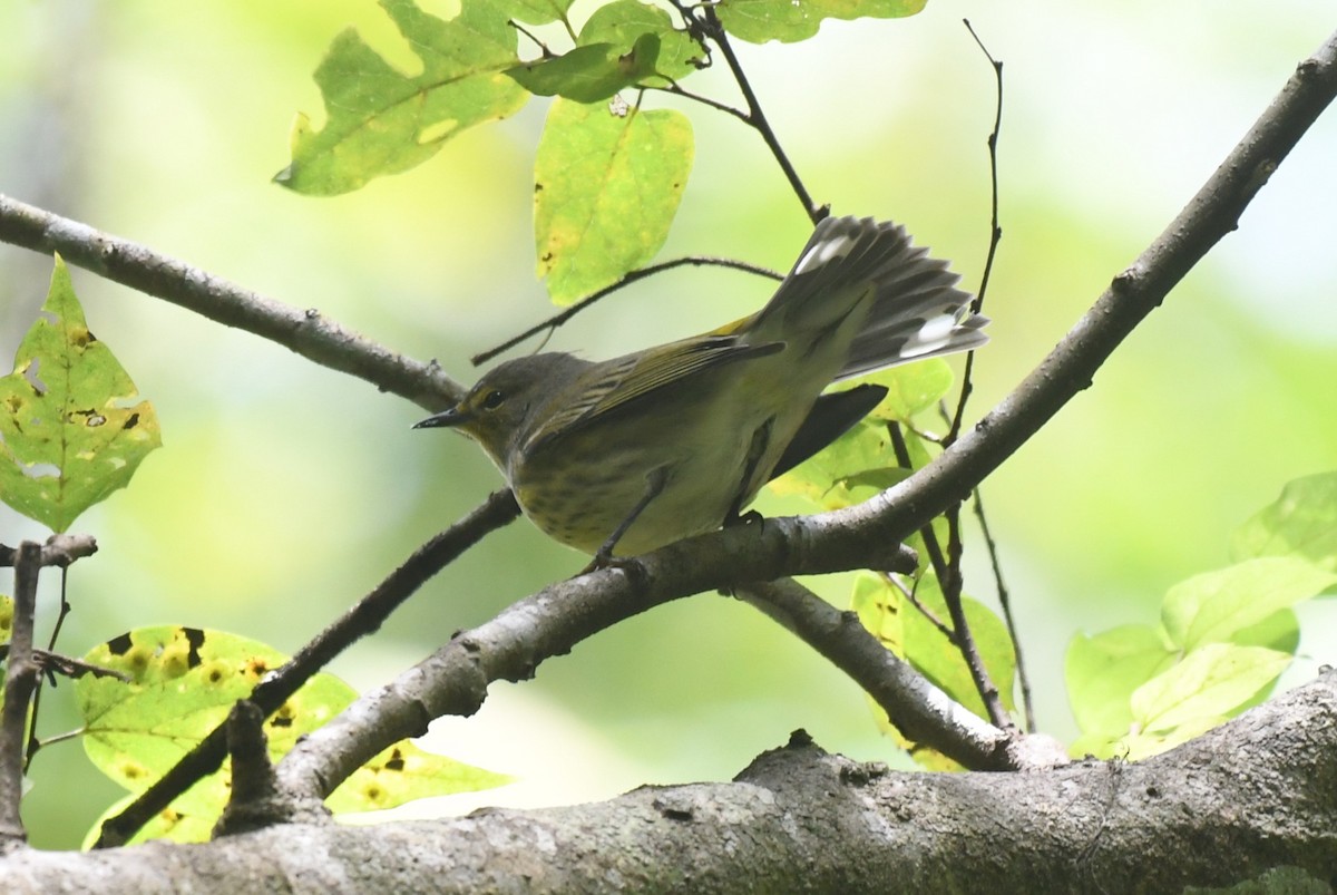 Cape May Warbler - ML642060182