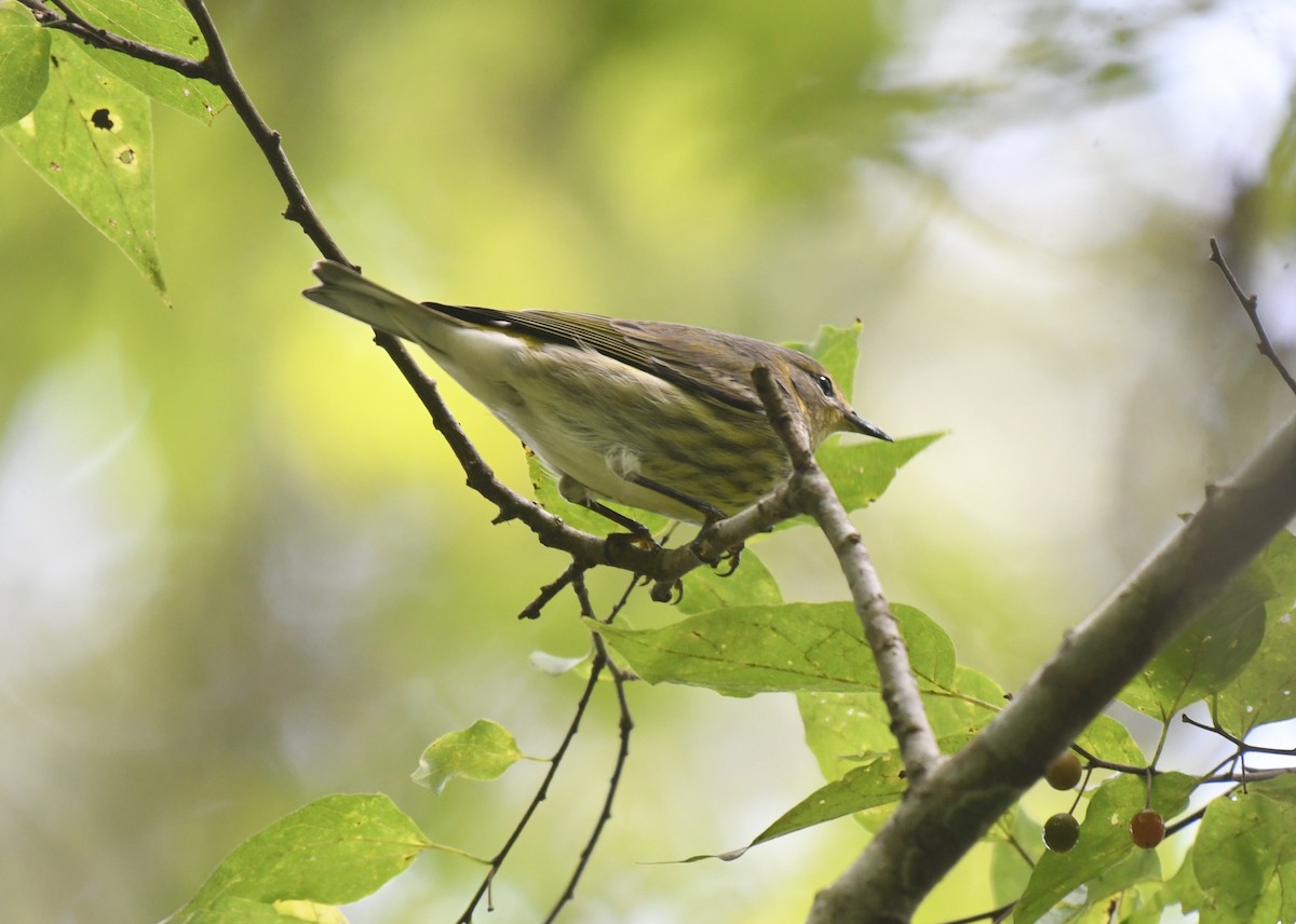 Cape May Warbler - ML642060183
