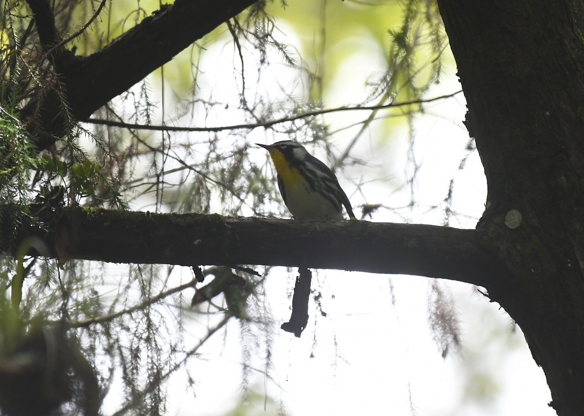 Yellow-throated Warbler - ML642060189