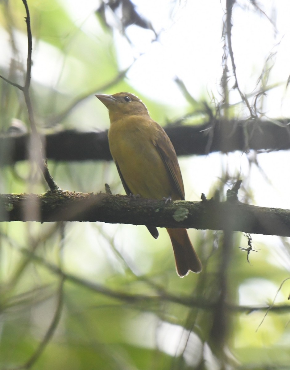 Summer Tanager - ML642060193