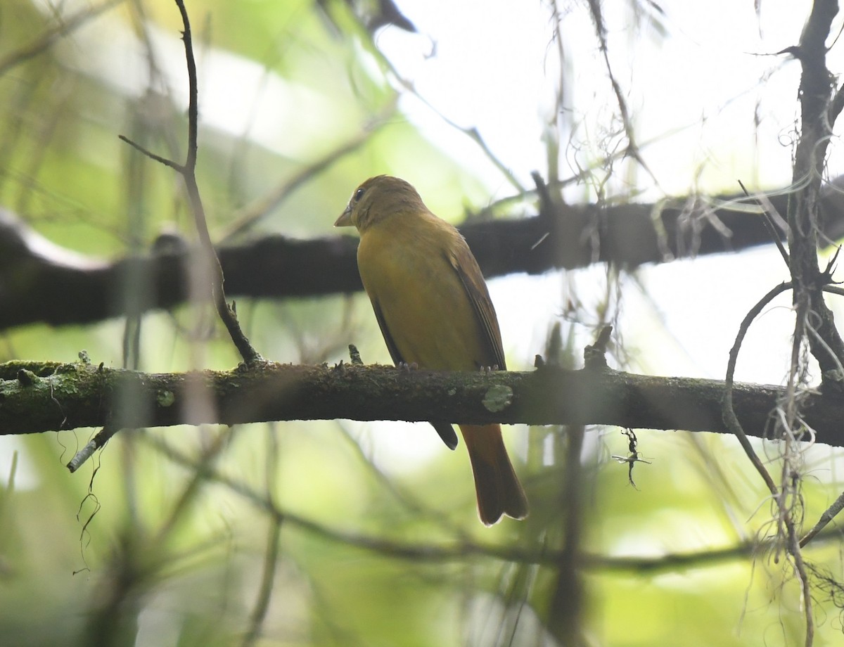 Summer Tanager - ML642060194