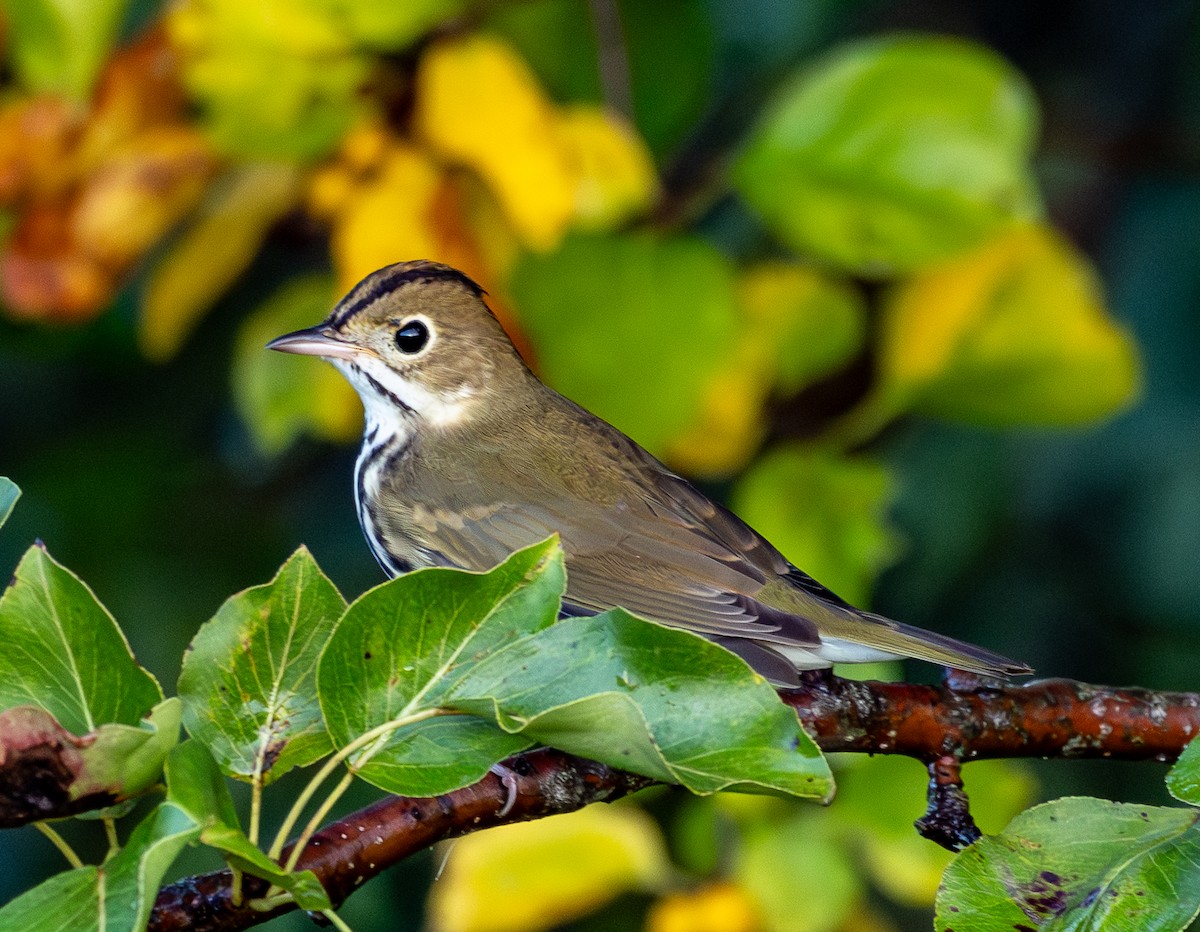 Ovenbird - ML642060195
