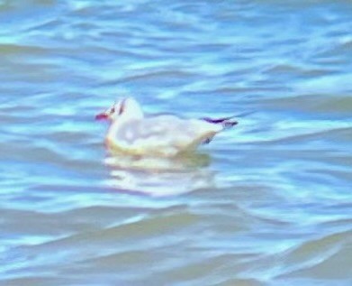 Black-headed Gull - ML642060196