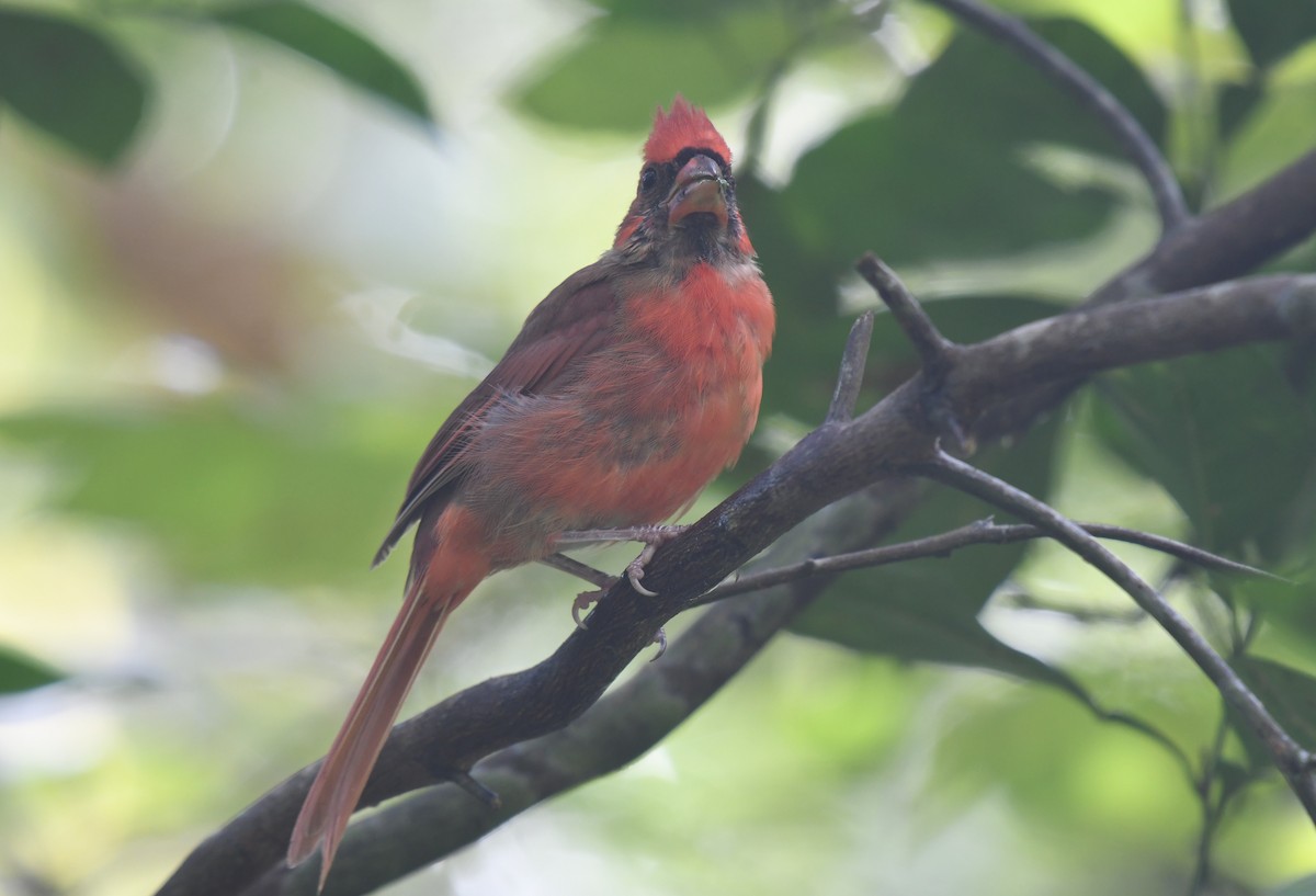 Northern Cardinal - ML642060197