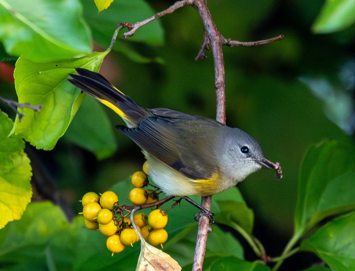 American Redstart - ML642060198