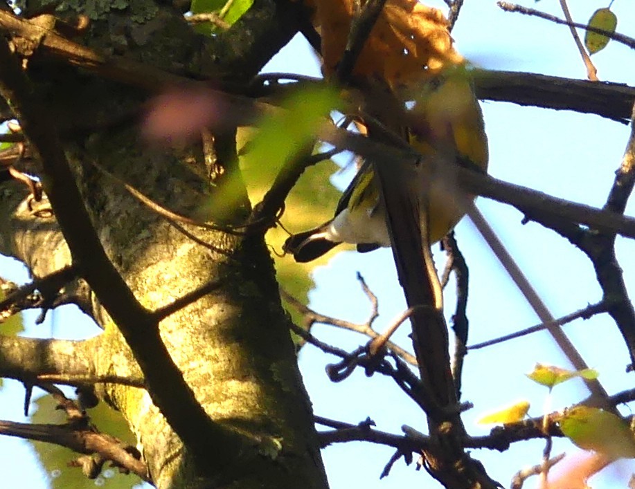 Magnolia Warbler - ML642060199