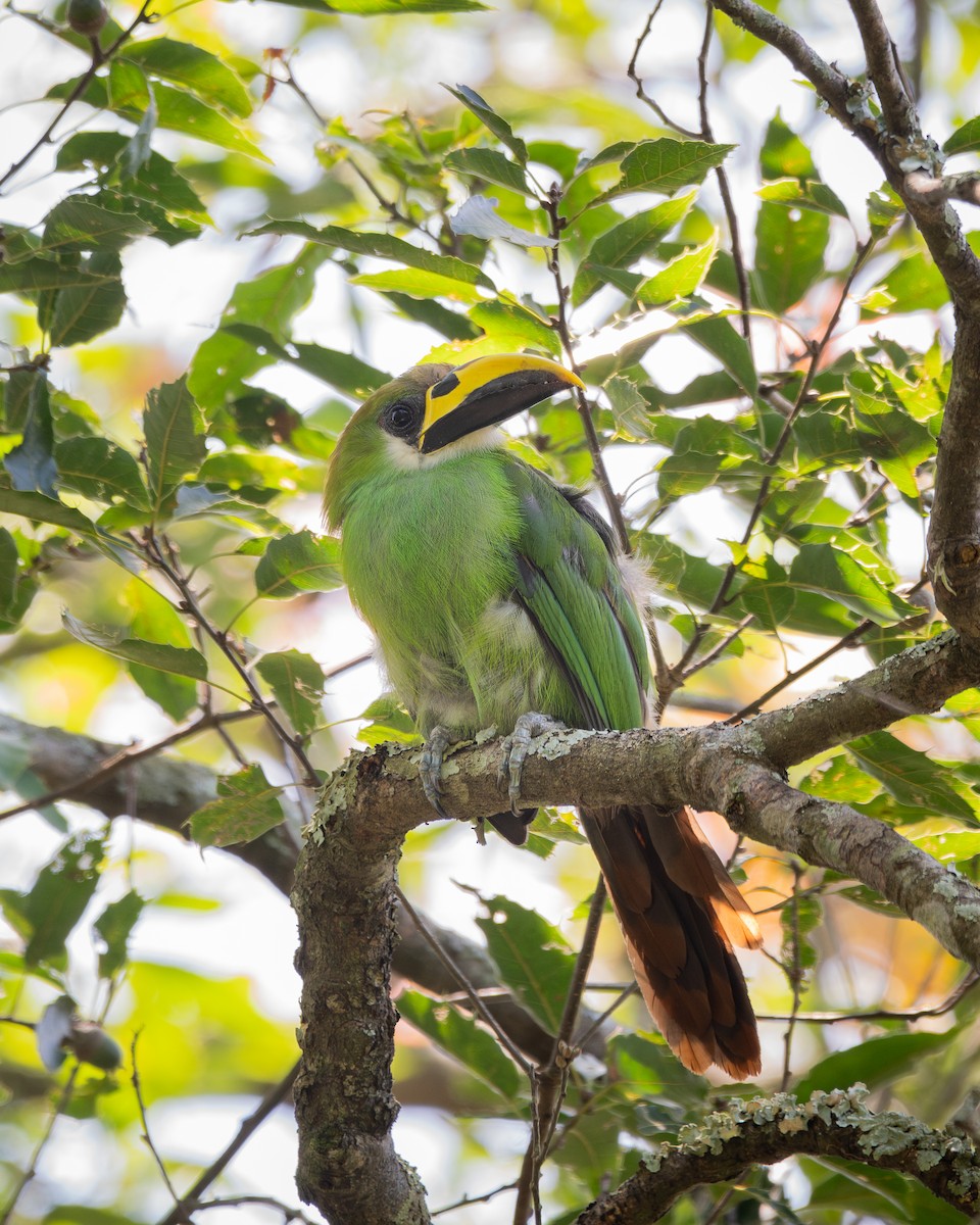 Northern Emerald-Toucanet - ML642060200
