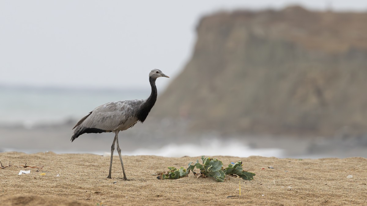 Demoiselle Crane - ML642060201