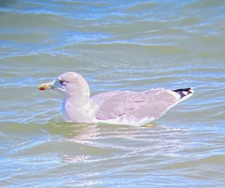 Yellow-legged Gull - ML642060203