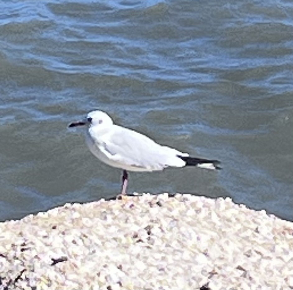 Yellow-legged Gull - ML642060204