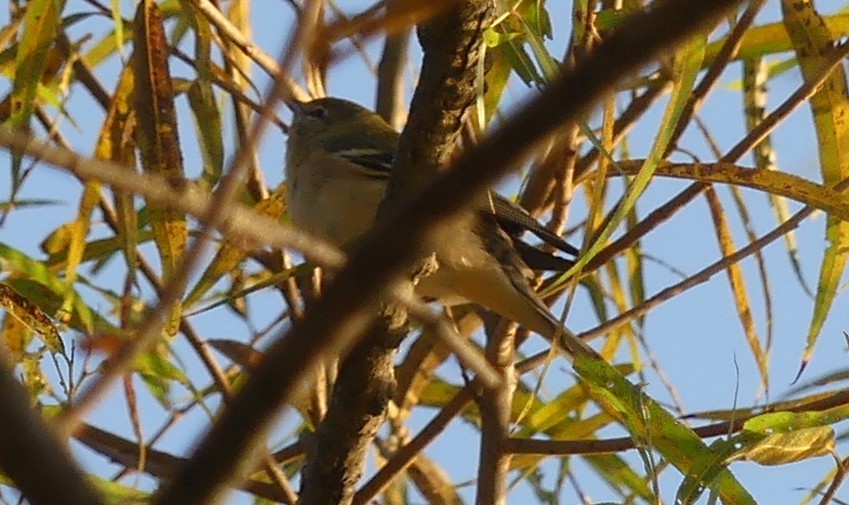 Bay-breasted Warbler - ML642060212