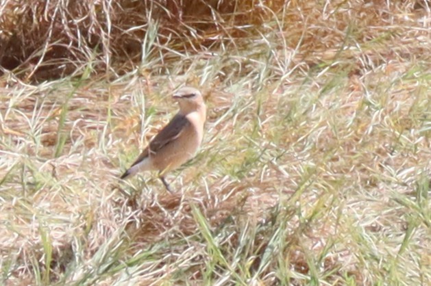 Northern Wheatear - ML642060216