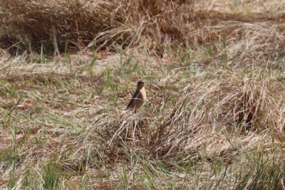 Northern Wheatear - ML642060217