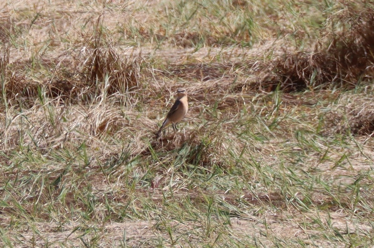 Northern Wheatear - ML642060218