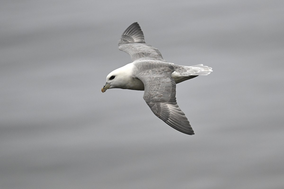 Northern Fulmar - ML642060222