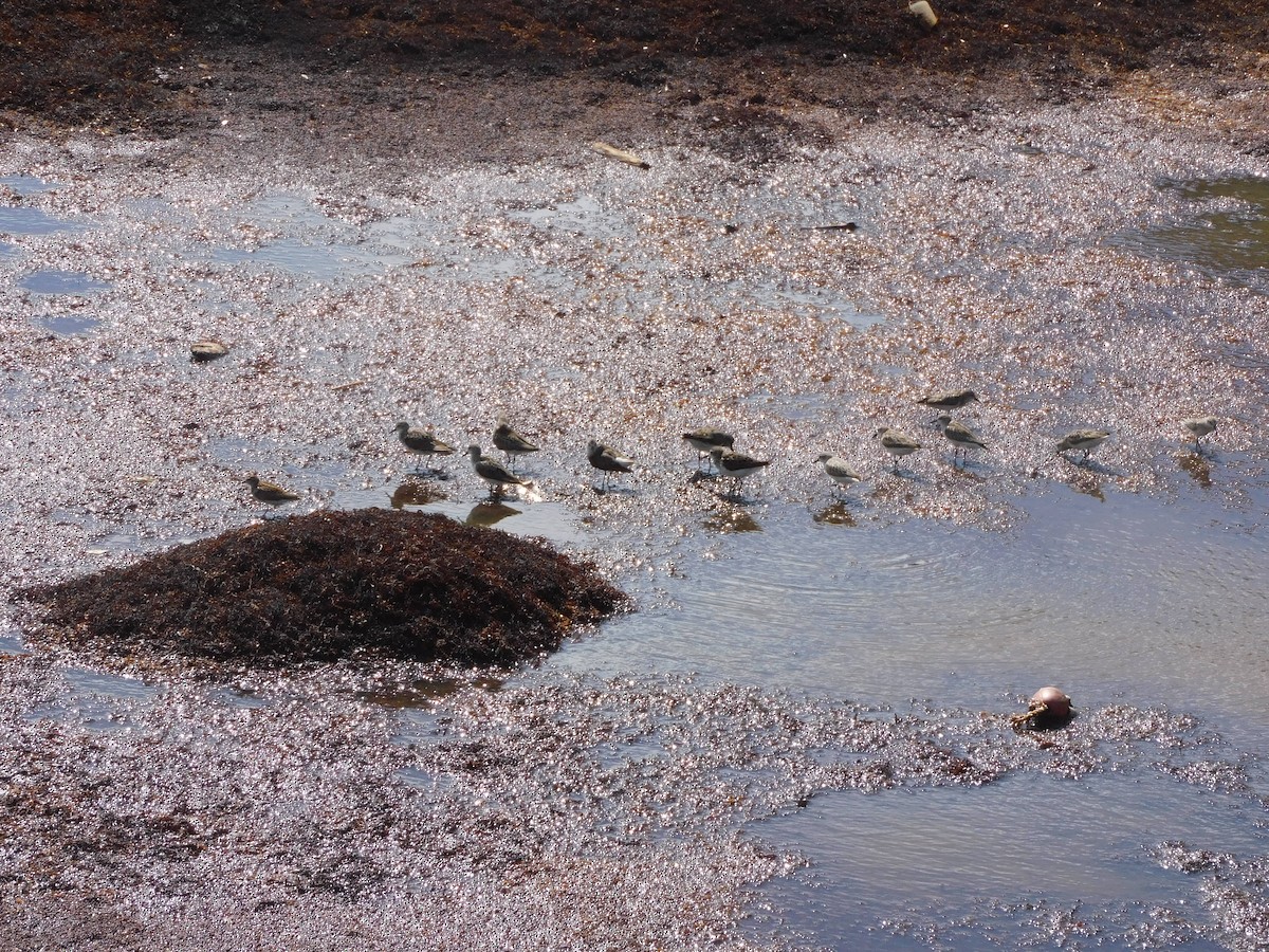Semipalmated Sandpiper - ML642060225