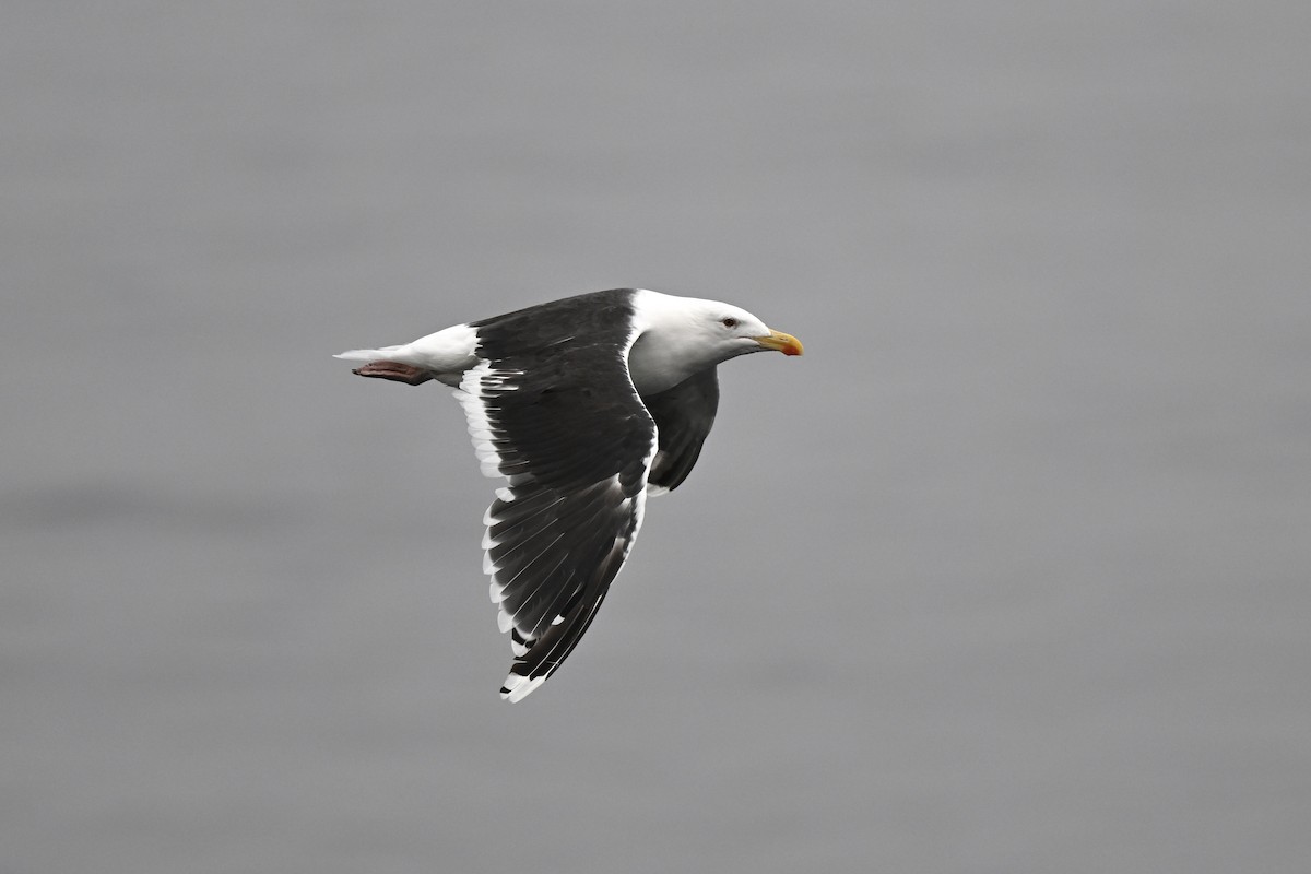 Great Black-backed Gull - ML642060226