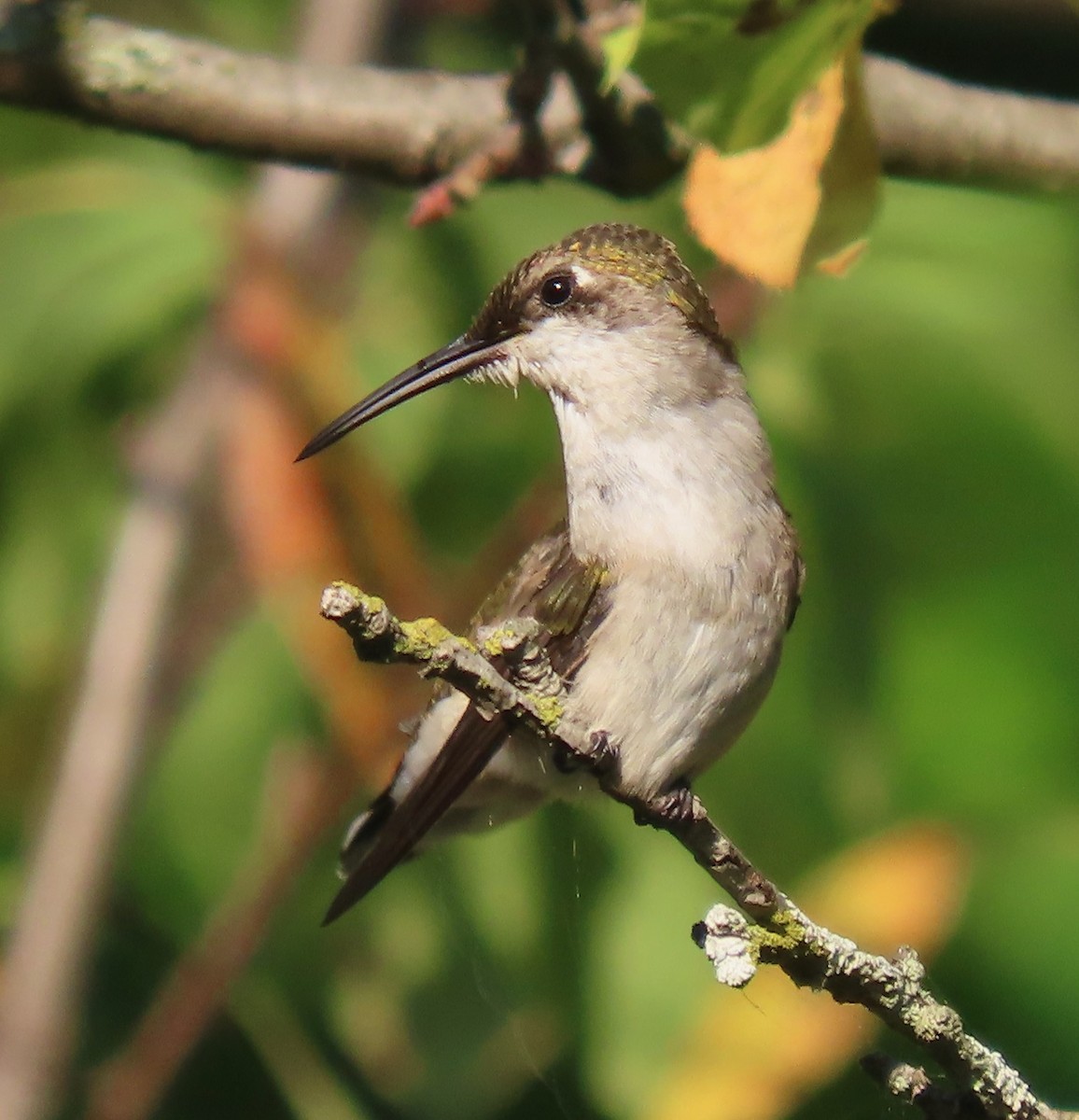 Ruby-throated Hummingbird - ML642060227