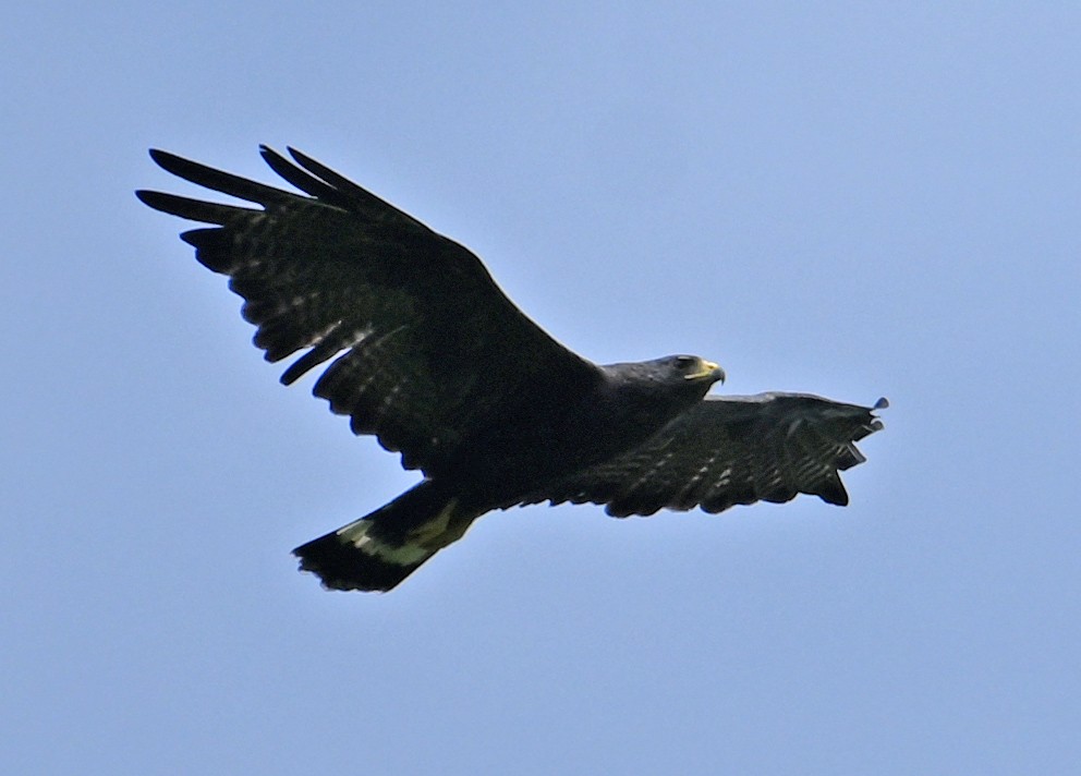 Zone-tailed Hawk - ML642060228