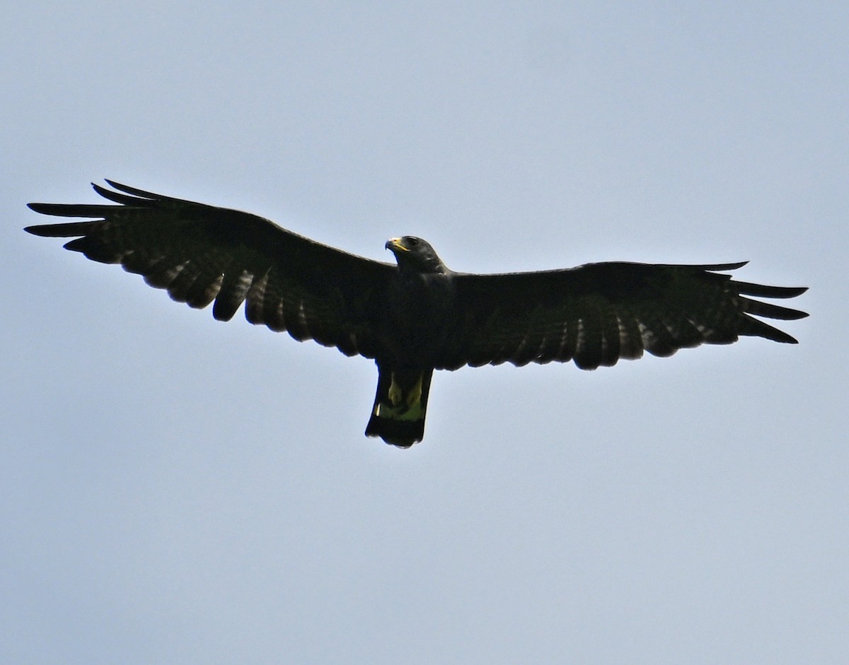 Zone-tailed Hawk - ML642060229