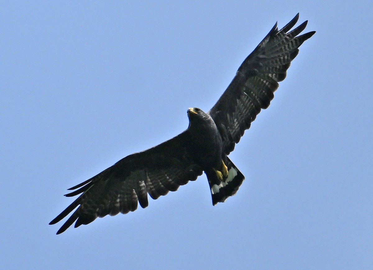 Zone-tailed Hawk - ML642060230