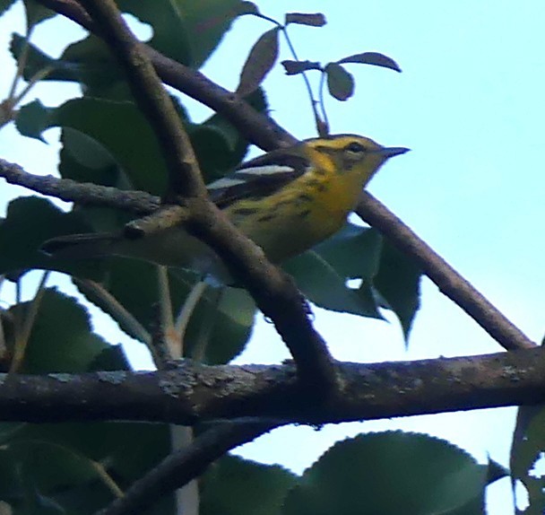 Blackburnian Warbler - ML642060231
