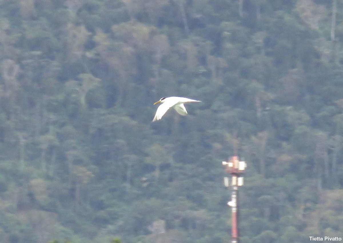 Sandwich Tern - ML642060239