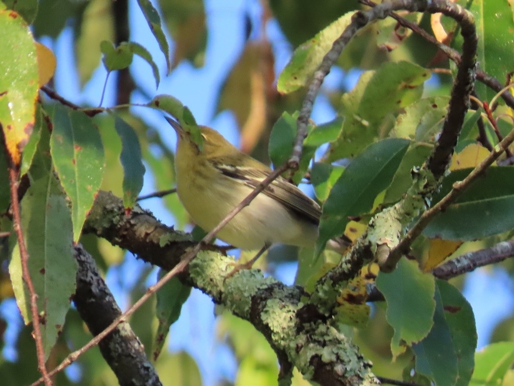 Blackpoll Warbler - ML642060245