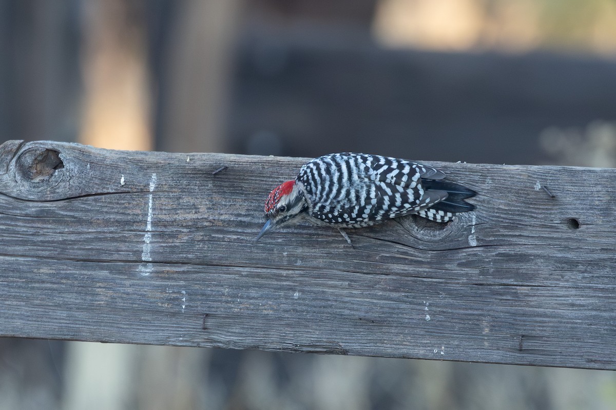 Ladder-backed Woodpecker - ML642060255