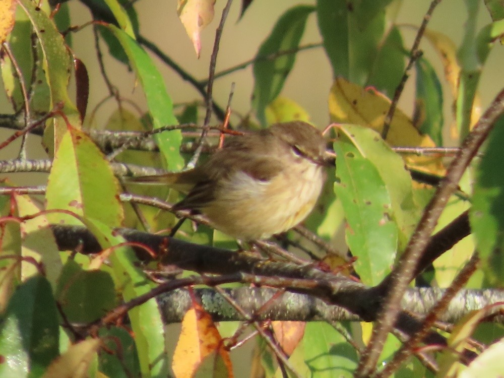 Palm Warbler - ML642060256