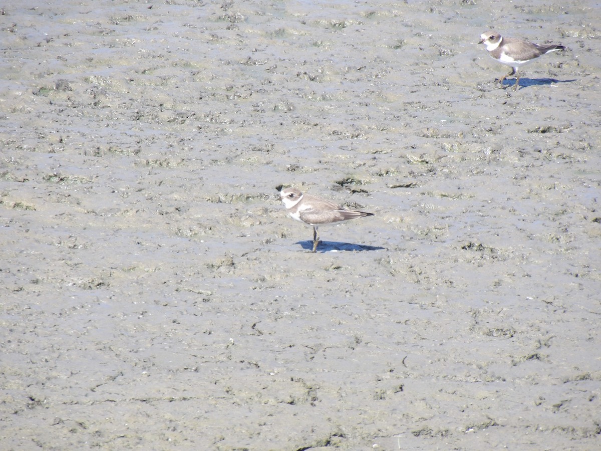 Semipalmated Plover - ML642060259