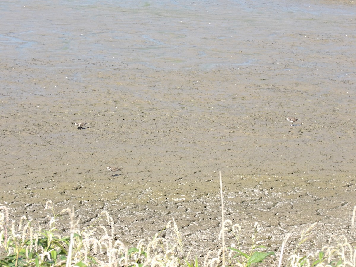Semipalmated Plover - ML642060260