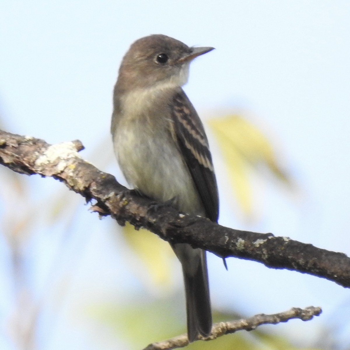 Eastern Wood-Pewee - ML642060261