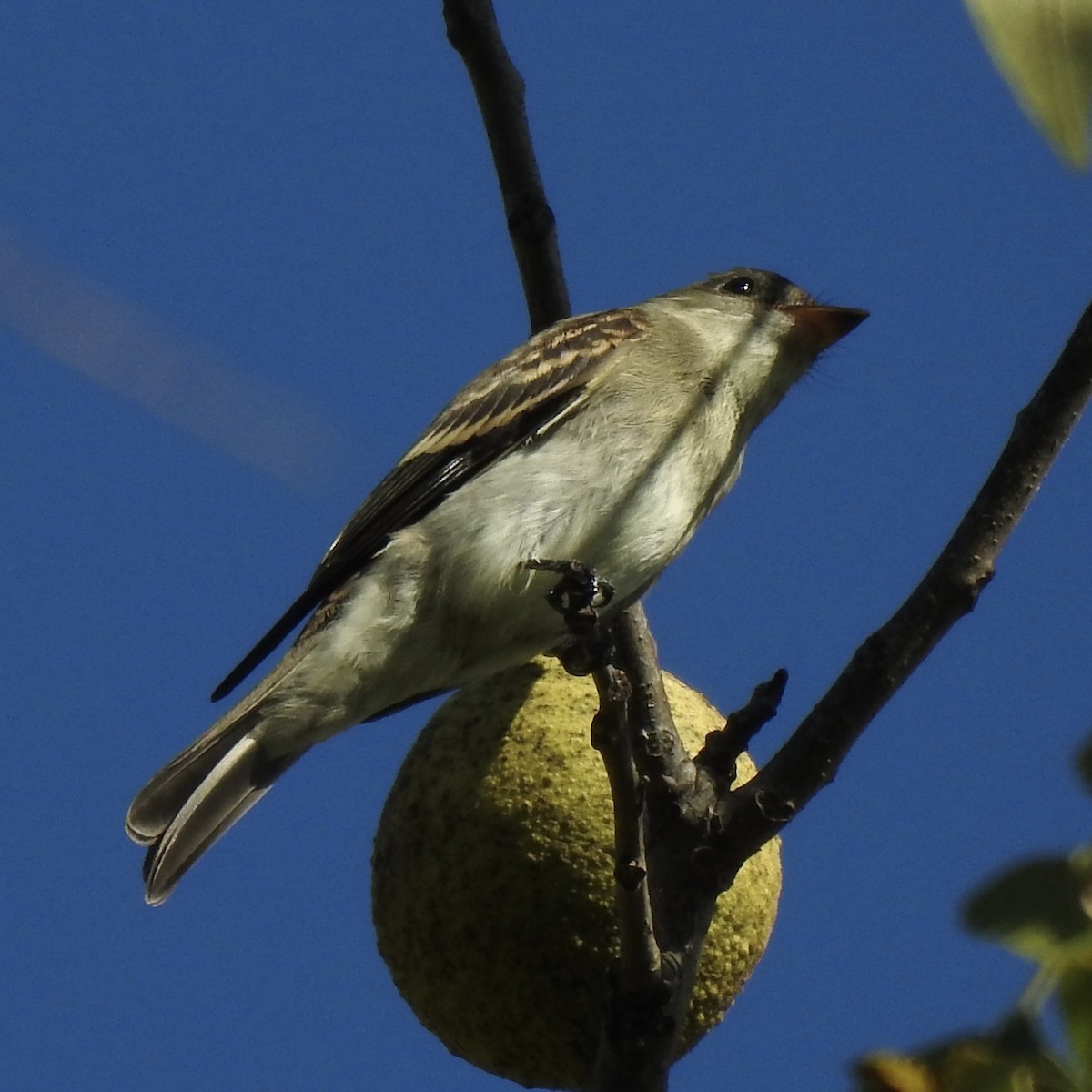 Eastern Wood-Pewee - ML642060262