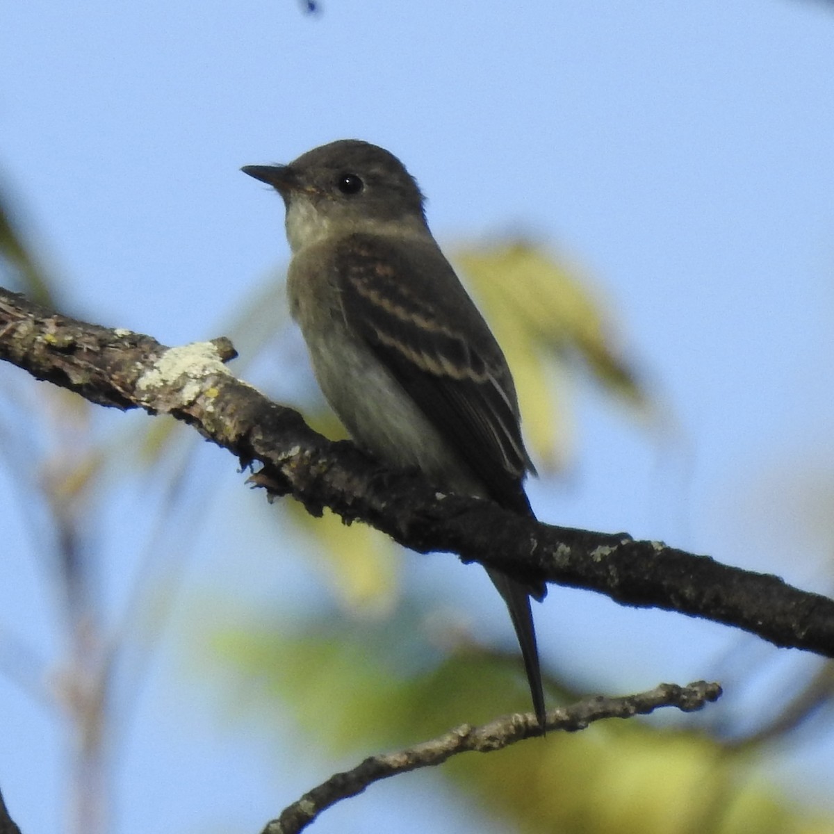 Eastern Wood-Pewee - ML642060263