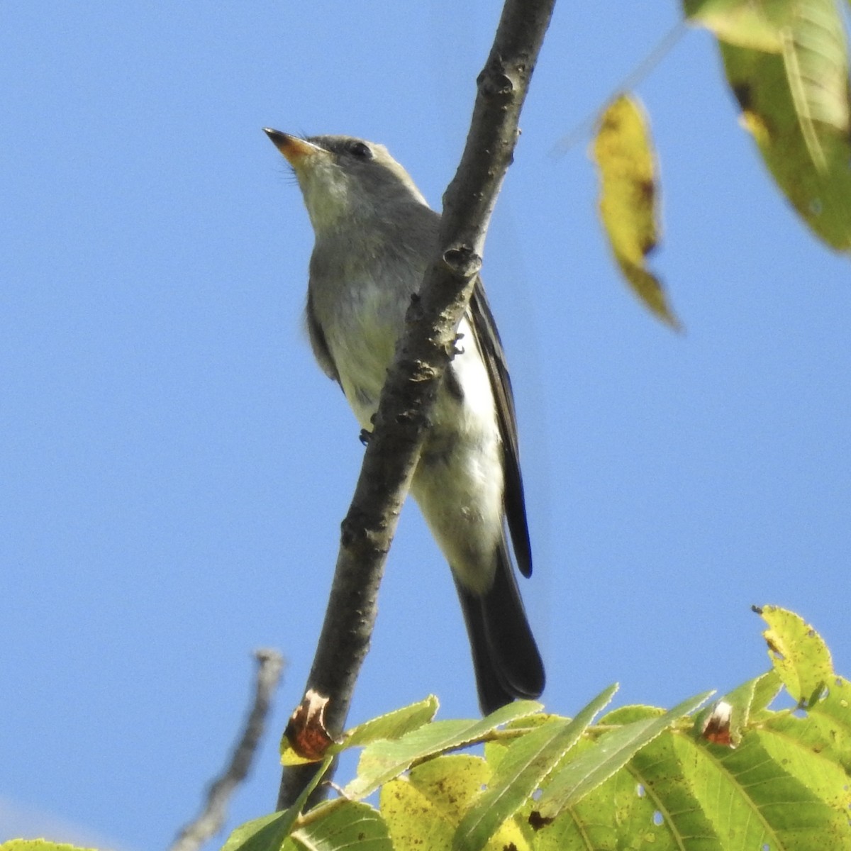 Eastern Wood-Pewee - ML642060264