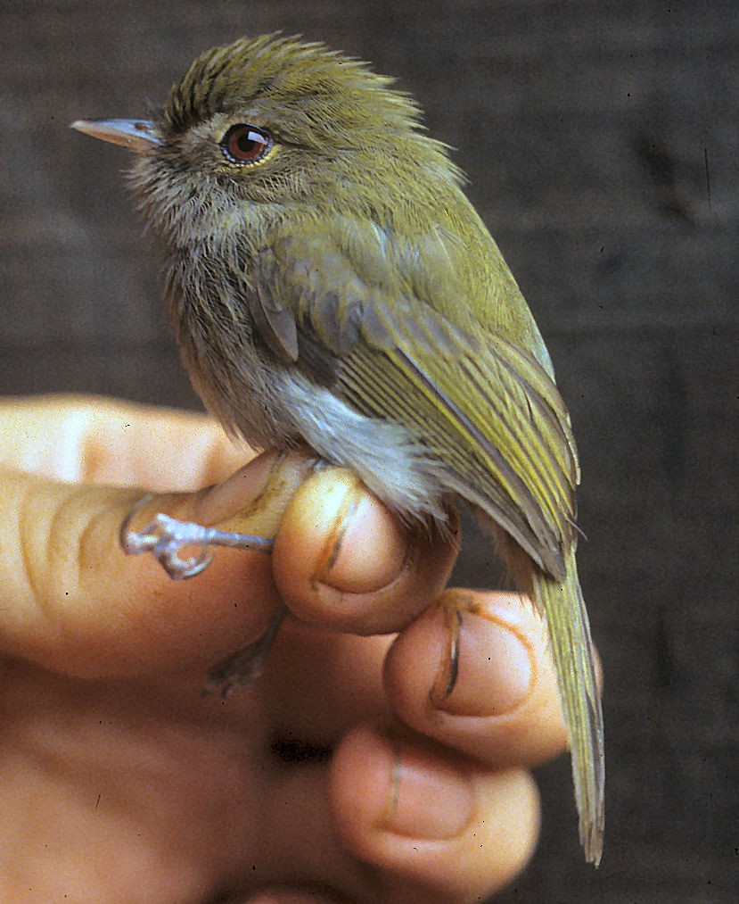 Drab-breasted Pygmy-Tyrant - ML642060274
