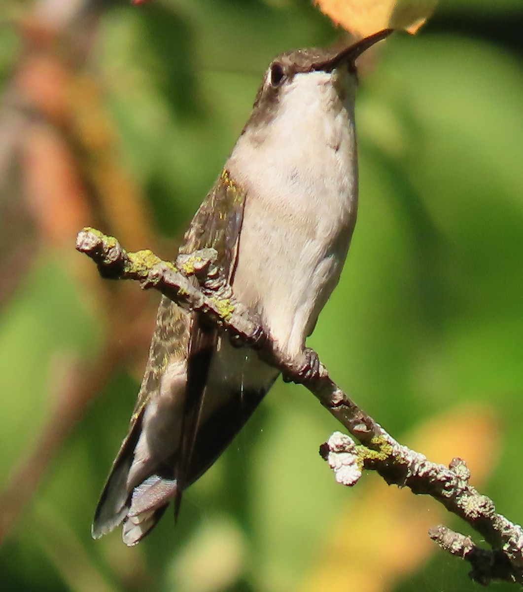 kalypta rubínohrdlá - ML642060275