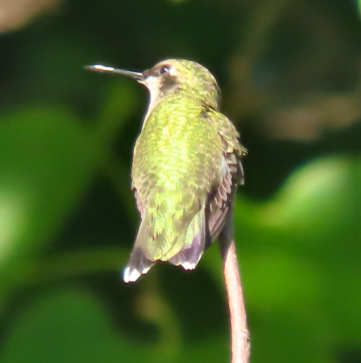 kalypta rubínohrdlá - ML642060288