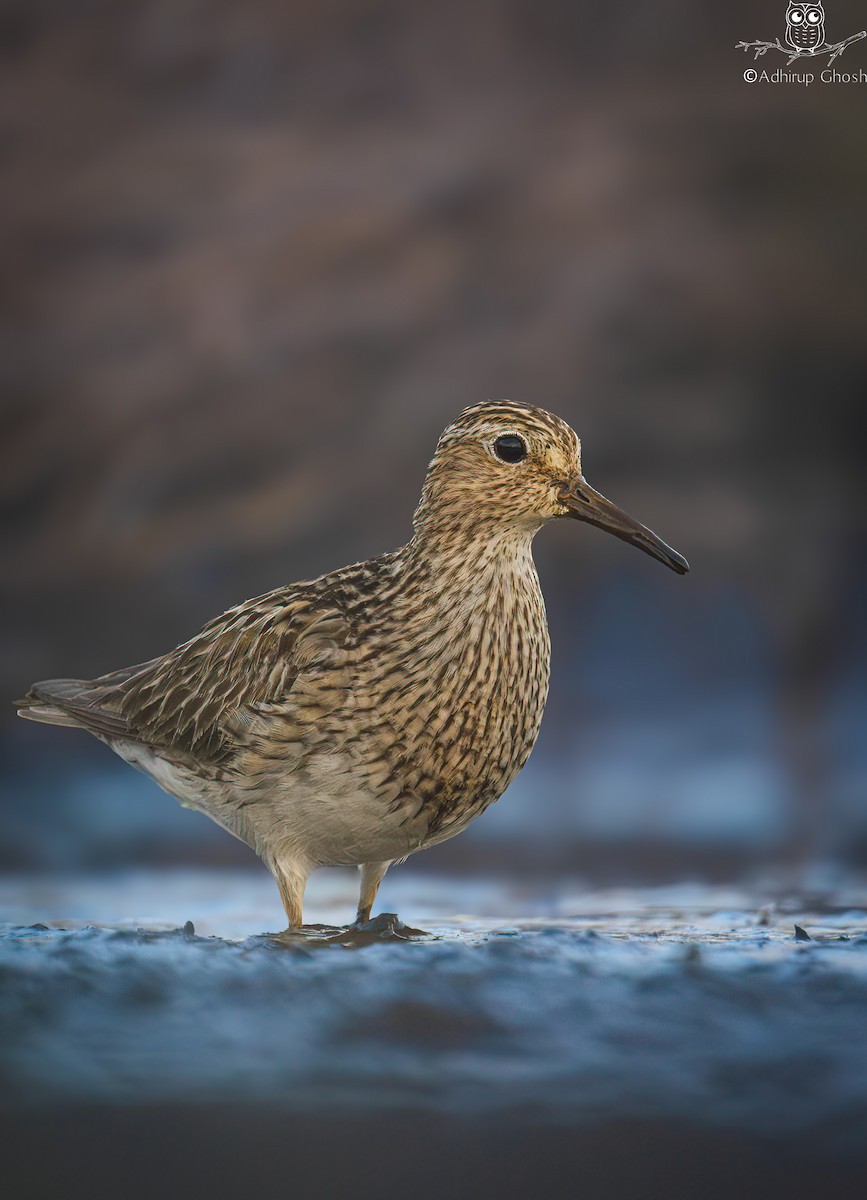 Pectoral Sandpiper - ML642060292
