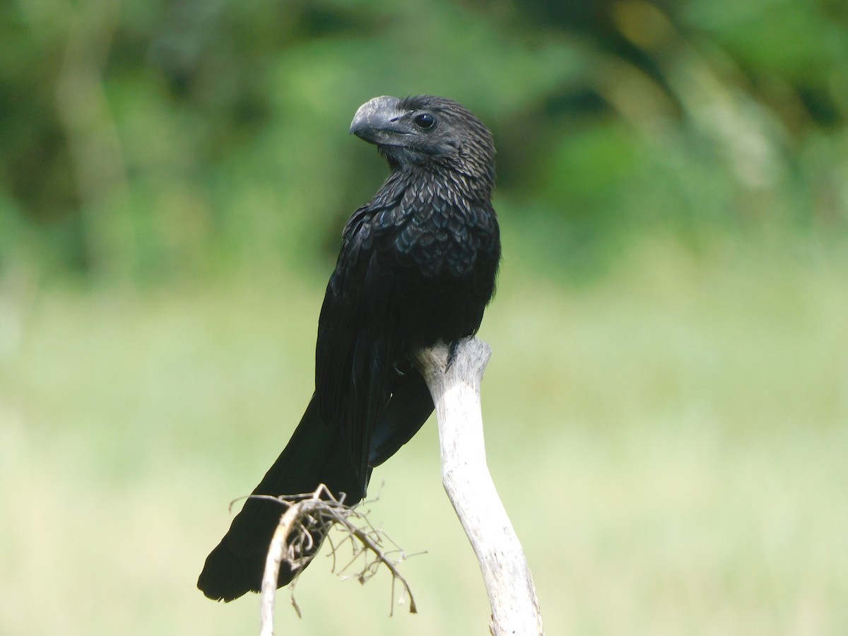 Smooth-billed Ani - ML642060303