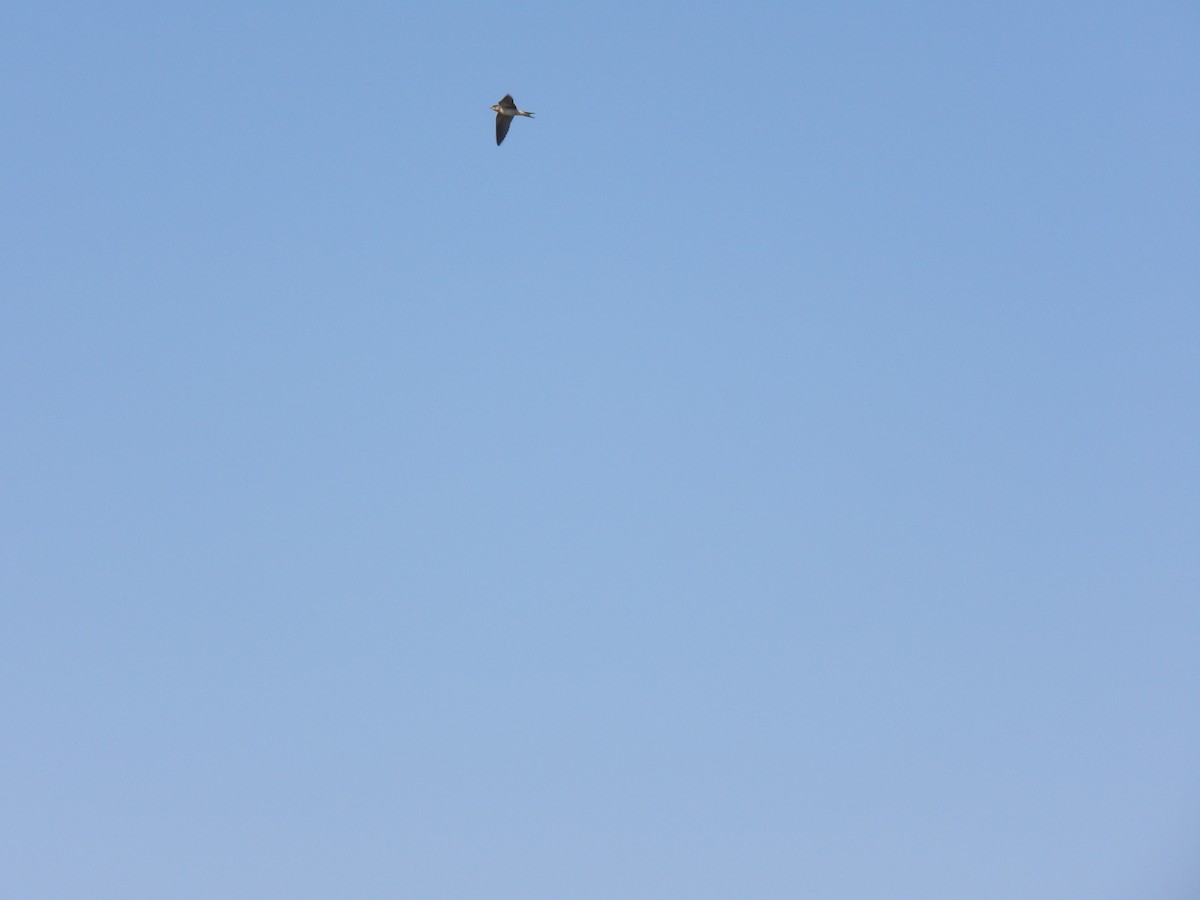 Barn Swallow - ML642060304