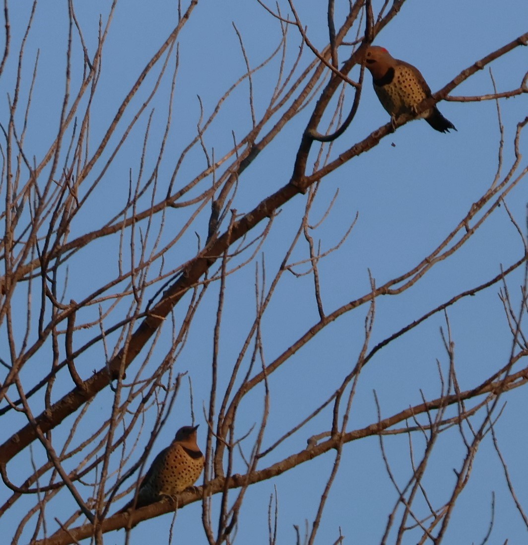 Northern Flicker - ML642060306