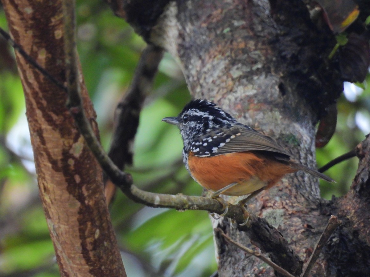 Peruvian Warbling-Antbird - ML642060307