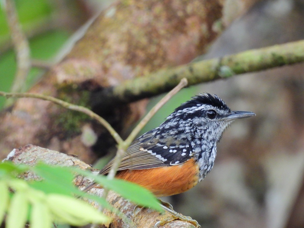 Peruvian Warbling-Antbird - ML642060308