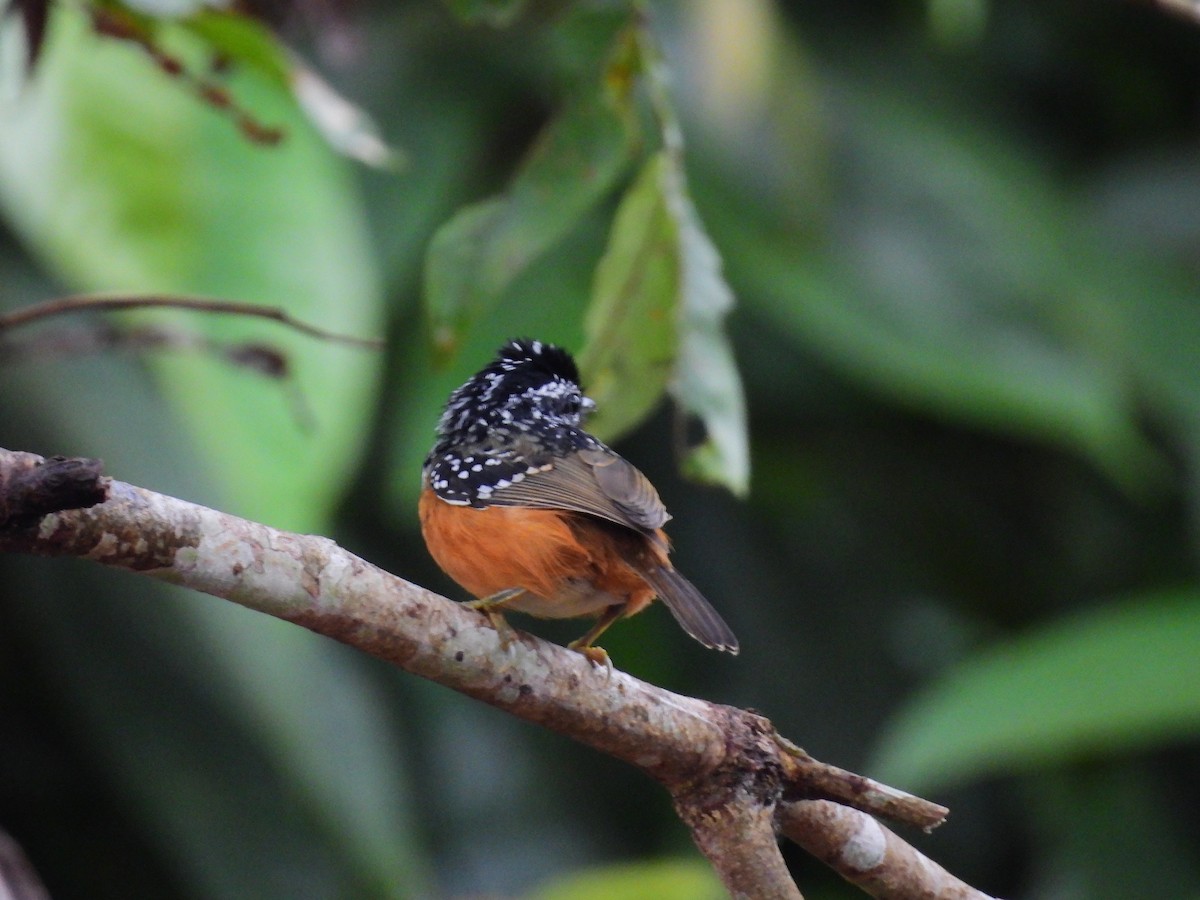 Peruvian Warbling-Antbird - ML642060309