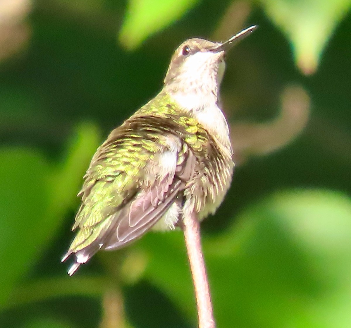 Ruby-throated Hummingbird - ML642060315