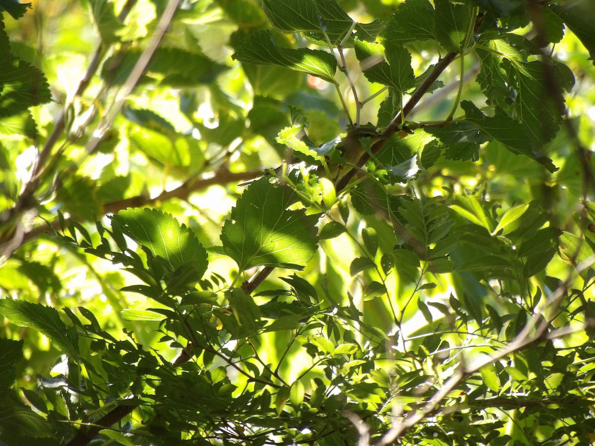 Tennessee Warbler - ML642060316