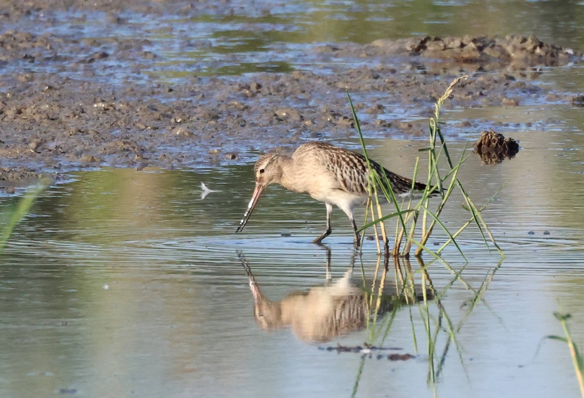 Bar-tailed Godwit - ML642060317